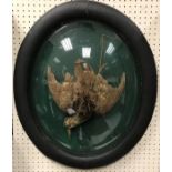 A taxidermy stuffed and mounted hanging Woodcock within an oval picture frame case