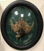 A taxidermy stuffed and mounted hanging Woodcock within an oval picture frame case