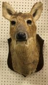 A taxidermy stuffed and mounted Chinese Water Deer head and shoulder mount,