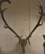 A set of 12 point Red Deer antlers with skull mount