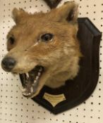 A taxidermy stuffed and mounted Fox mask by Rowland Ward, on an oak shield shaped plaque,