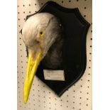A taxidermy stuffed and mounted Stanley or Grey Crane head on shield shaped mount,
