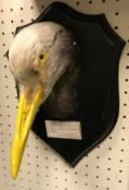 A taxidermy stuffed and mounted Stanley or Grey Crane head on shield shaped mount,