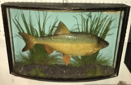 A taxidermy stuffed and mounted Roach in naturalistic setting and verre eglomise bow fronted three