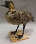 A taxidermy stuffed and mounted Hawaiian Nene Goose on plain pine base,