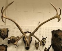 A large pair of 18 point Elk antlers with upper skull, on an oak shield shaped plaque,