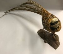 A taxidermy stuffed and mounted Reeves Pheasant on plain log mount in the manner of HR "Benny"