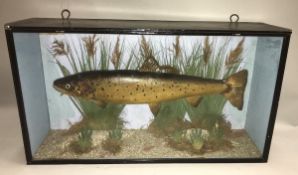 A taxidermy stuffed and mounted brown Trout in naturalistic setting and glass fronted display case