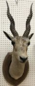 A taxidermy stuffed and mounted Black Buck head with horns on an oak shield shaped mount by