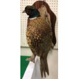 A taxidermy stuffed and mounted Ring-Necked Common Cock Pheasant on a log mount and mahogany wall