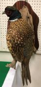 A taxidermy stuffed and mounted Ring-Necked Common Cock Pheasant on a log mount and mahogany wall