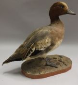 A taxidermy stuffed and mounted Male Widgeon on a pebble covered base,