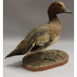 A taxidermy stuffed and mounted Male Widgeon on a pebble covered base,