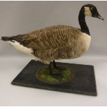 A taxidermy stuffed and mounted Canada Goose on a mossy ebonised base,