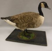 A taxidermy stuffed and mounted Canada Goose on a mossy ebonised base,