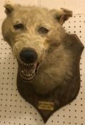 A taxidermy stuffed and mounted Fox mask by Peter Spicer of Leamington, on a shield shaped plaque,