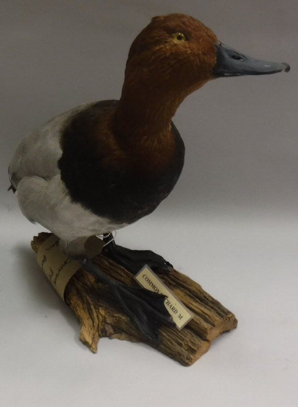 A taxidermy stuffed and mounted Common Pochard Drake on log mount,