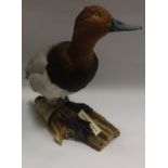 A taxidermy stuffed and mounted Common Pochard Drake on log mount,