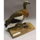 A taxidermy stuffed and mounted Ashey-Headed Goose, attributed to HR "Benny" Bennett of Norwich,