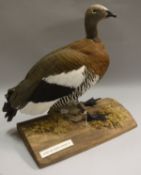 A taxidermy stuffed and mounted Ashey-Headed Goose, attributed to HR "Benny" Bennett of Norwich,