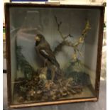 A taxidermy stuffed and mounted Hawfinch in naturalistic mount on mossy branch,