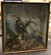 A taxidermy stuffed and mounted Hawfinch in naturalistic mount on mossy branch,