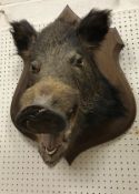 A taxidermy stuffed and mounted Wild Boar head on an oak shield shaped mount