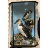 A taxidermy stuffed and mounted Brünnich's Guillemot, together with a Little Auk,