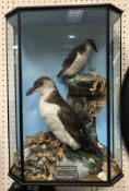 A taxidermy stuffed and mounted Brünnich's Guillemot, together with a Little Auk,