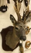 A Roe Deer head and shoulder mount,