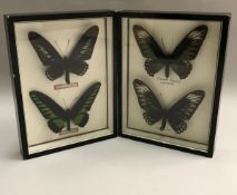 Two framed and glazed cases containing Rajah Brooke butterflies