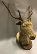 A taxidermy stuffed and mounted Stag's head