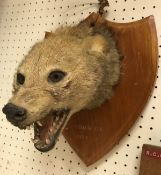 A taxidermy stuffed and mounted Jackel mask (probably a Golden Jackel) by Van Ingen and Van Ingen