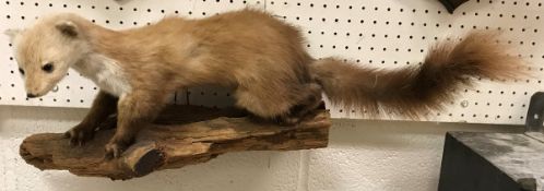 A taxidermy stuffed and mounted Polecat on log wall mount