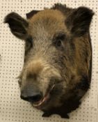 A taxidermy stuffed and mounted Wild Boar head on oak shield shaped plaque