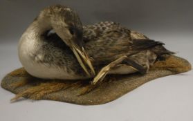 A taxidermy stuffed and mounted Great Northern Loon or Diver in seated position on a foliage