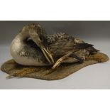 A taxidermy stuffed and mounted Great Northern Loon or Diver in seated position on a foliage