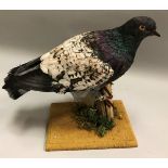 A taxidermy stuffed and mounted Modena Pigeon on mossy stump mount,