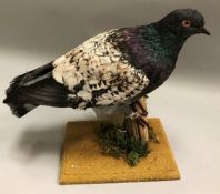 A taxidermy stuffed and mounted Modena Pigeon on mossy stump mount,