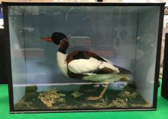 A taxidermy stuffed and mounted Shell Duck (female) in naturalistic setting and glass fronted