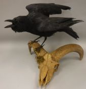 A taxidermy stuffed and mounted Carrion Crow on ram skull with horns