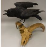 A taxidermy stuffed and mounted Carrion Crow on ram skull with horns
