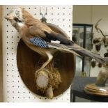 A taxidermy stuffed and mounted Jay on wall mounted moss covered wood branch perch, bearing DOE No.