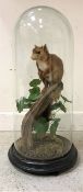 A taxidermy stuffed and mounted Red Squirrel on stump mount,