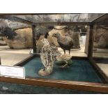 A taxidermy stuffed and mounted Corncrake, Quail and Pheasant chick by Sheals of Belfast,