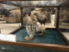 A taxidermy stuffed and mounted Corncrake, Quail and Pheasant chick by Sheals of Belfast,