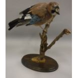 A taxidermy stuffed and mounted Jay on stump mount and oval oak base