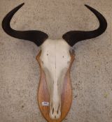 A mounted Wildebeest skull and horns on shield shape plaque numbered verso 207