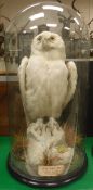 A taxidermy stuffed and mounted Snowy Owl in naturalistic setting perched upon a rock,