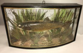 A taxidermy stuffed and mounted Trout in the manner of W.F.